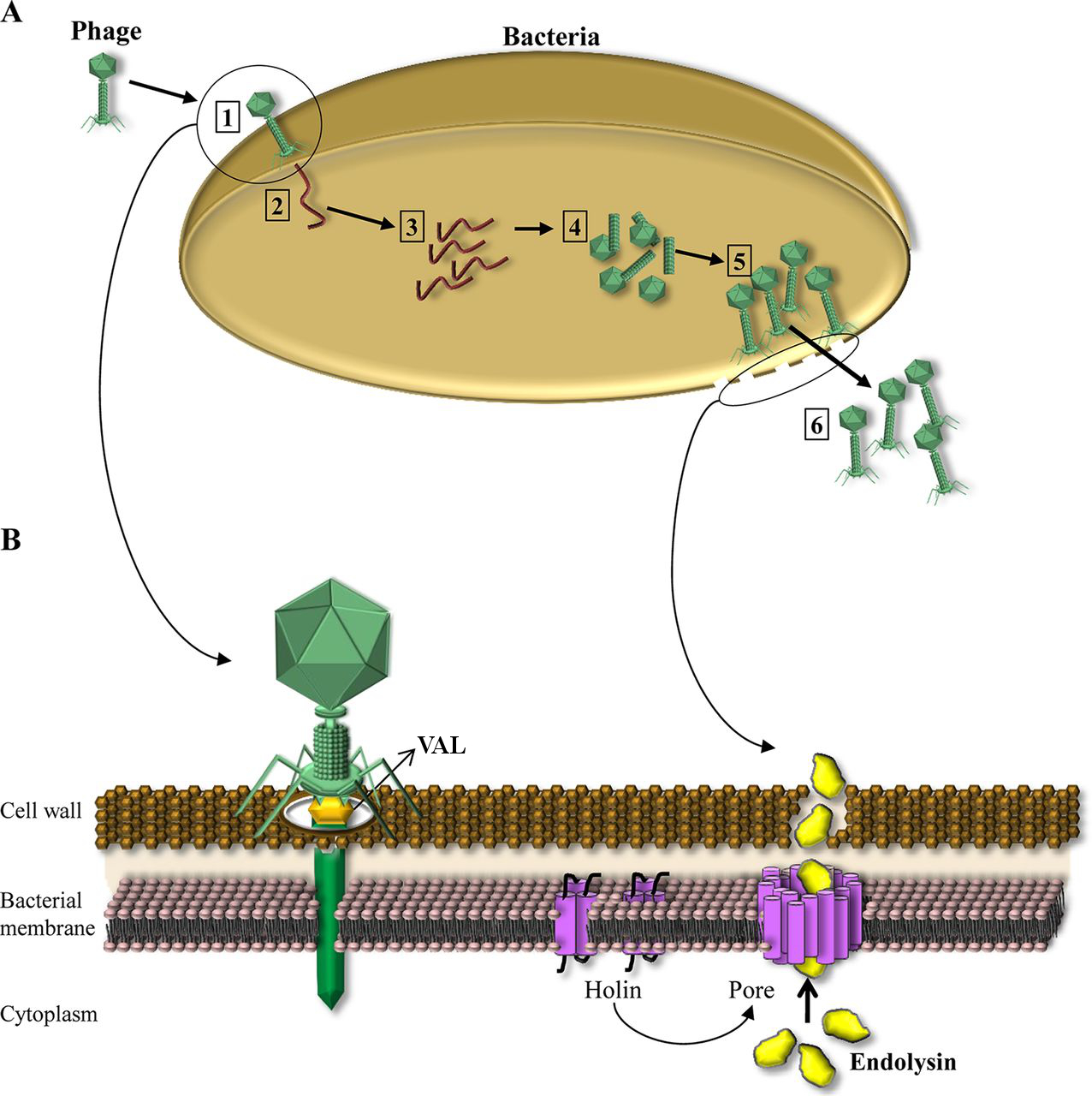 Phage Diagram